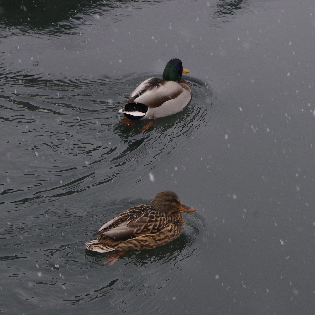 Canard colvert - ML504489901