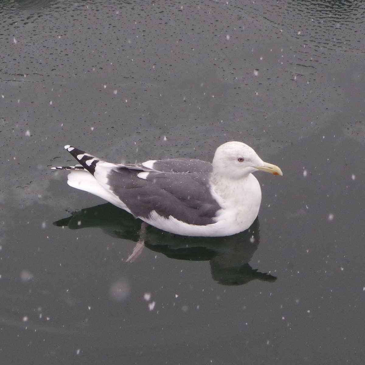 Slaty-backed Gull - Zihan Wei