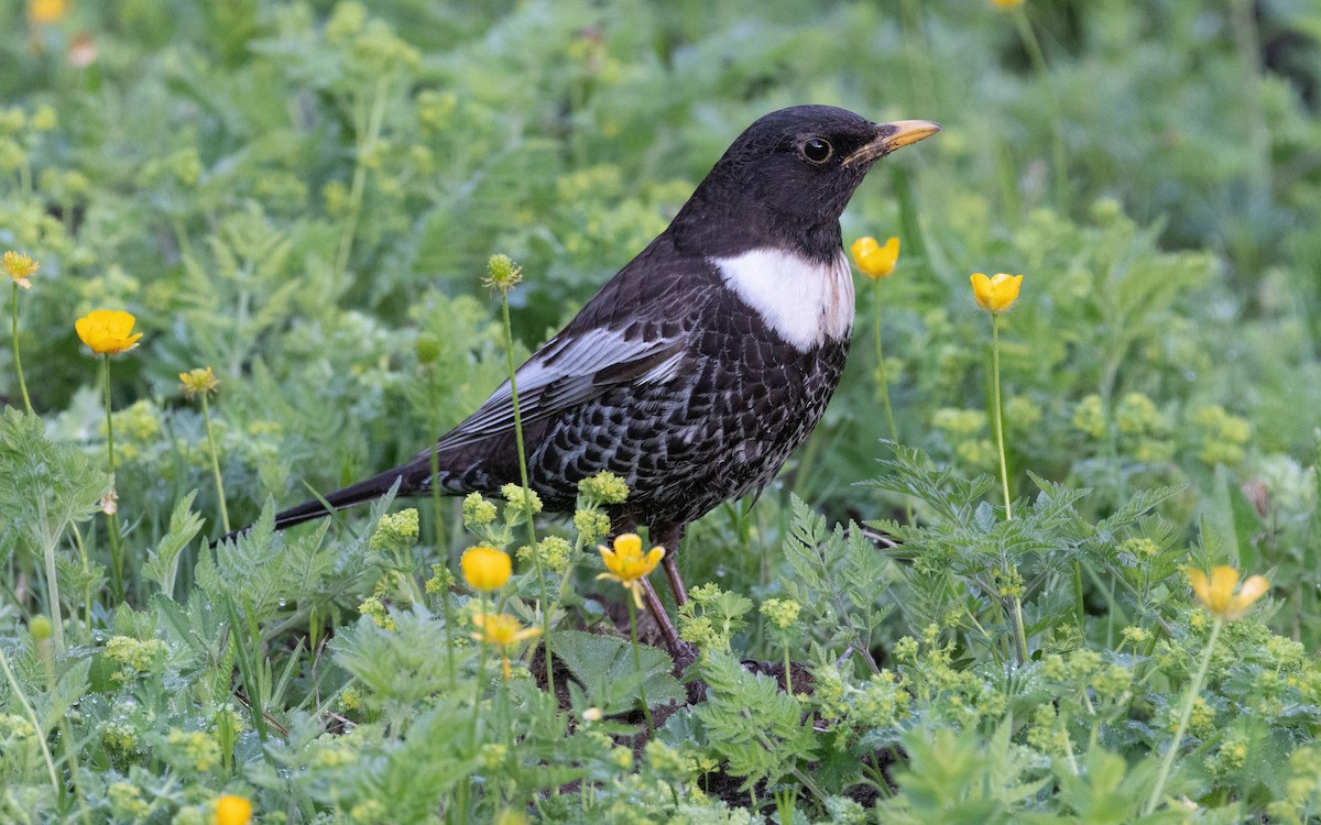 Ring Ouzel (Alpine) - ML504490531