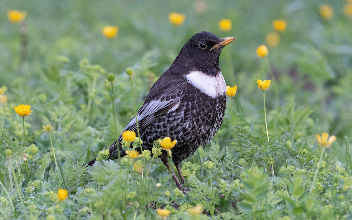 Ring Ouzel (Alpine) - ML504490541