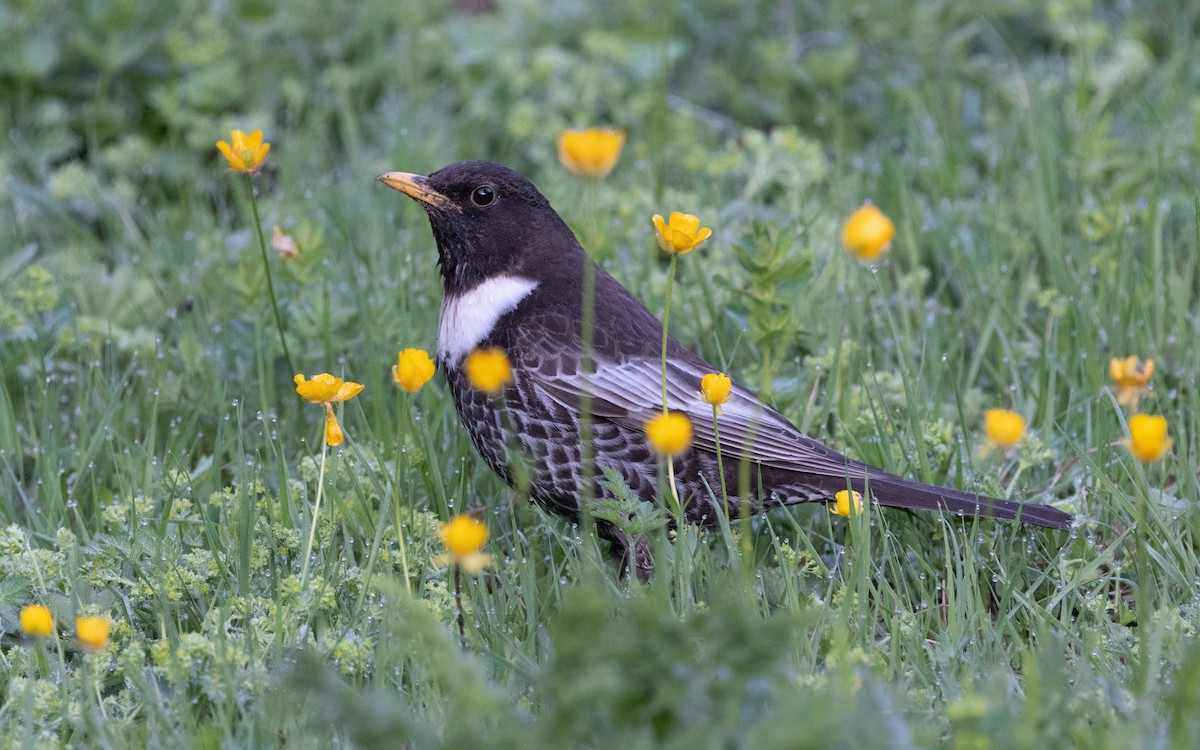 Ring Ouzel (Alpine) - ML504490661