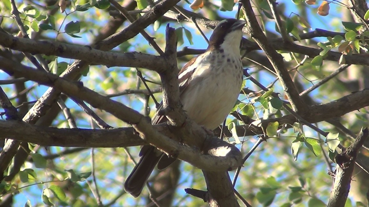 White-browed Sparrow-Weaver (Spot-chested) - ML504490971
