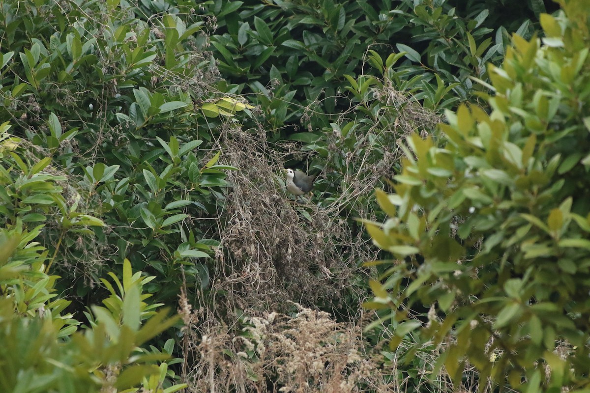 White-breasted Waterhen - ML504491061