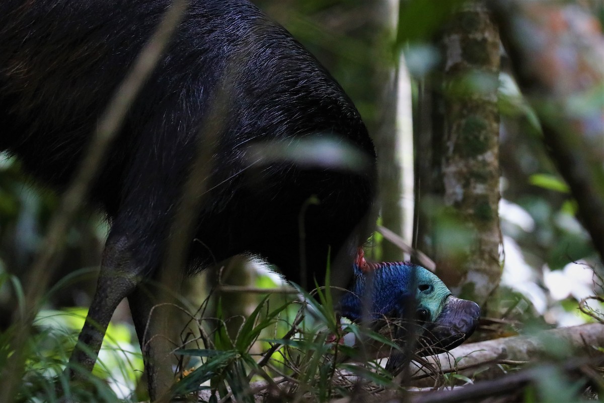 Southern Cassowary - ML504491851