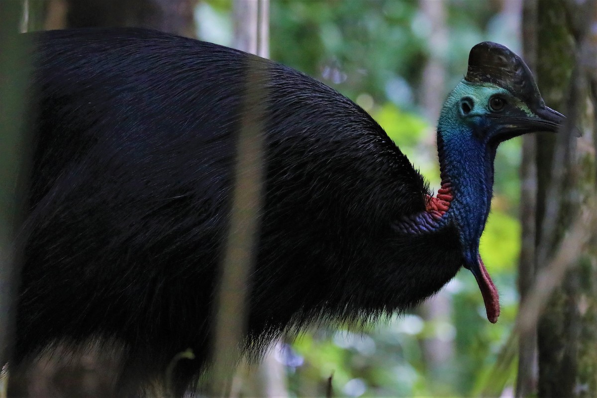 Southern Cassowary - ML504492341