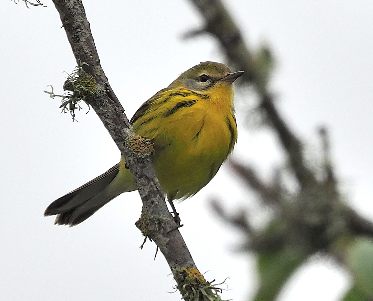 Prairie Warbler - ML504493141