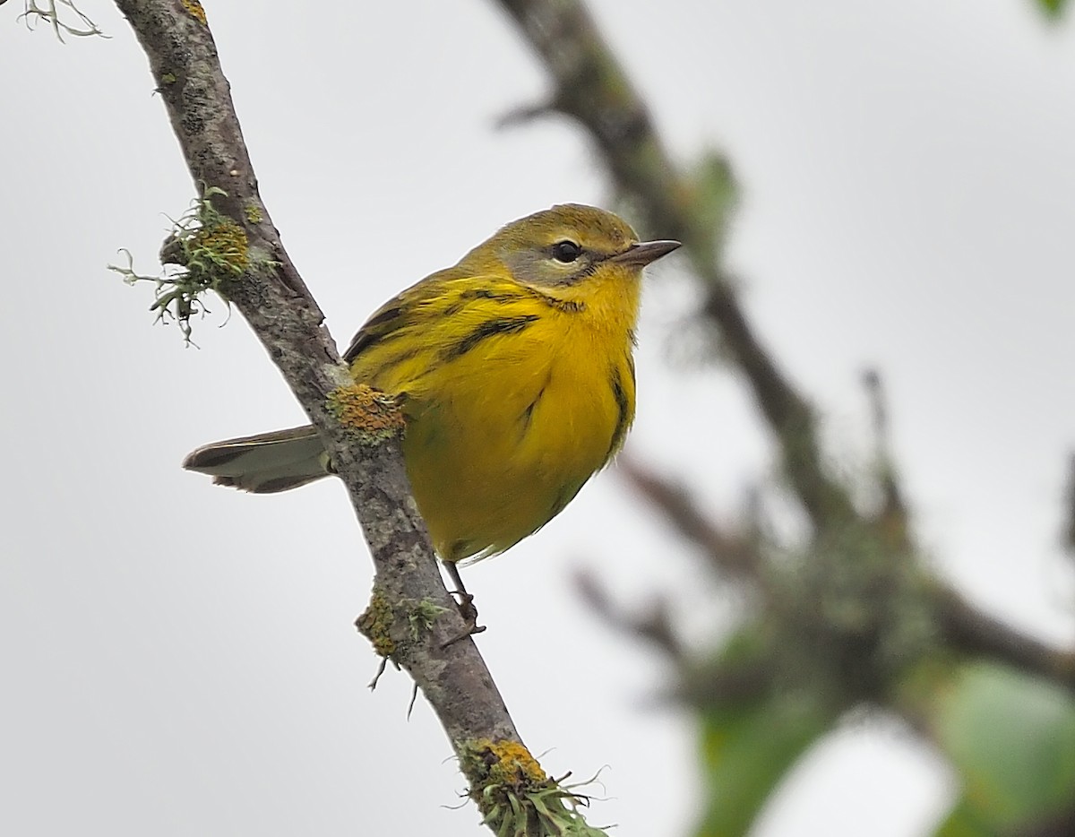 Prairie Warbler - ML504493161