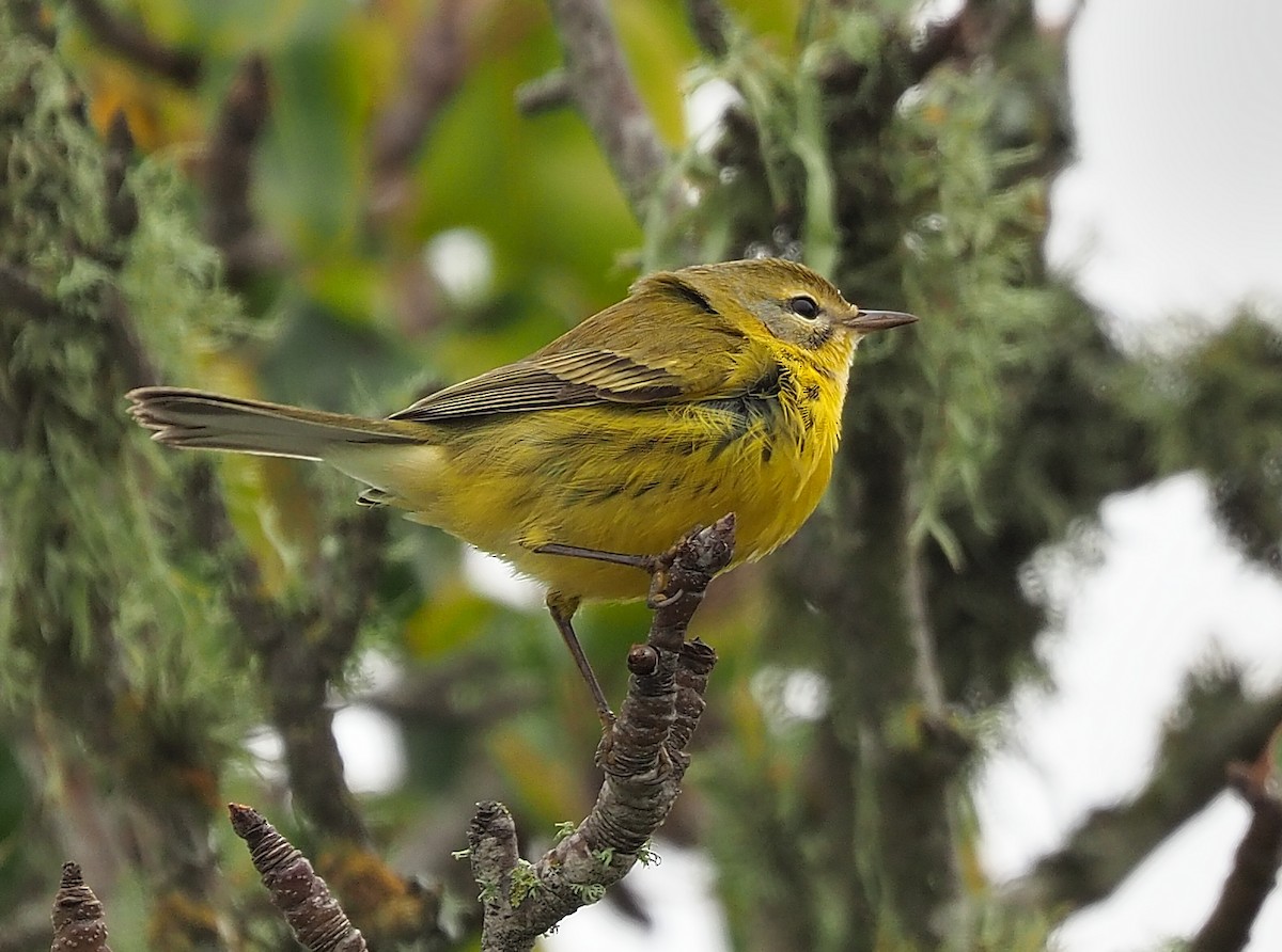Prairie Warbler - ML504493171