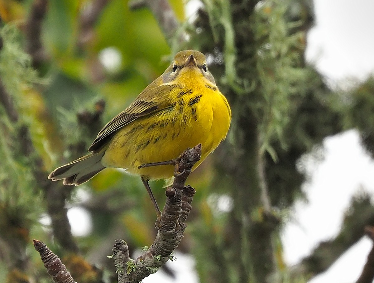 Prairie Warbler - ML504493181
