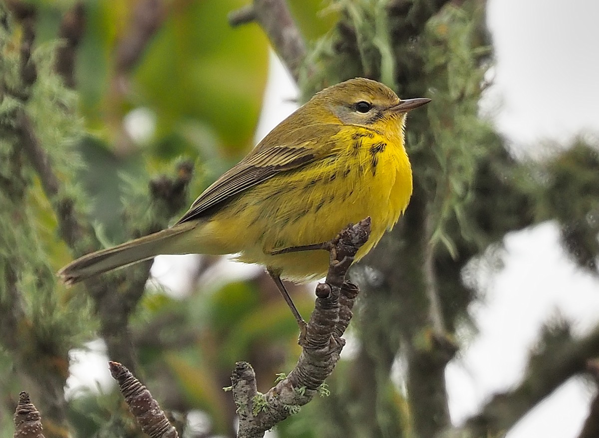 Prairie Warbler - ML504493191