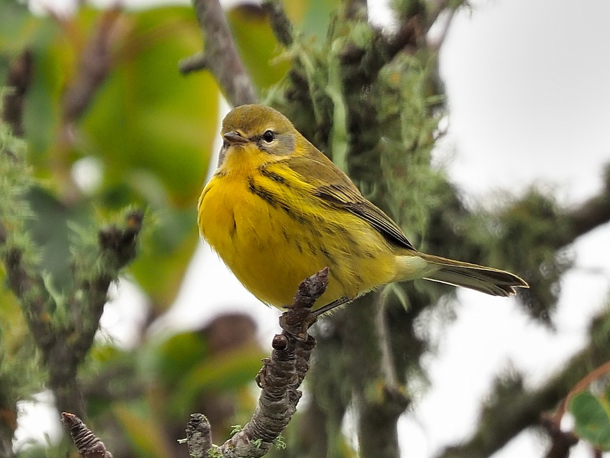 Prairie Warbler - ML504493201