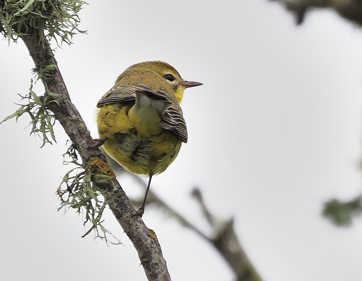 Prairie Warbler - ML504493211