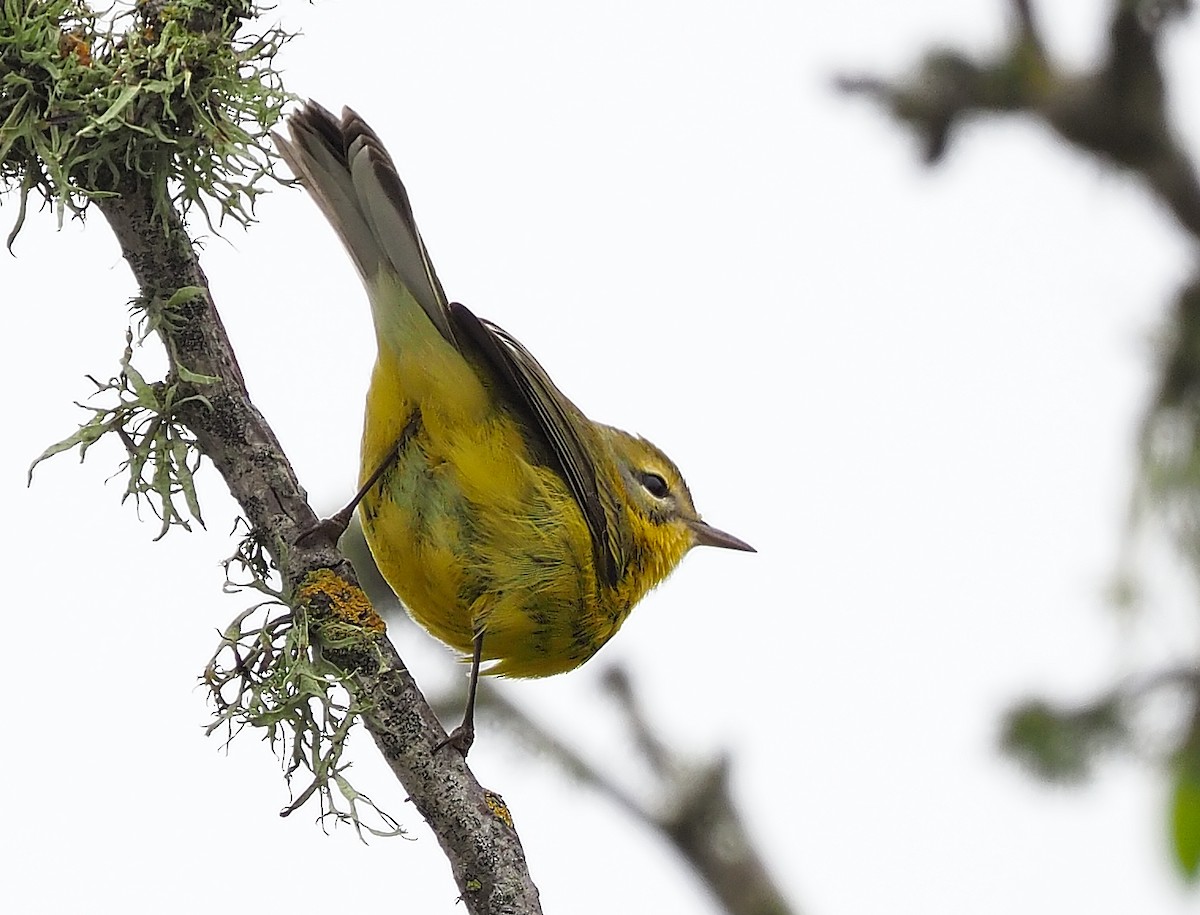 Prairie Warbler - ML504493221