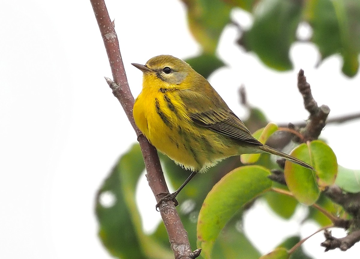 Prairie Warbler - ML504493231