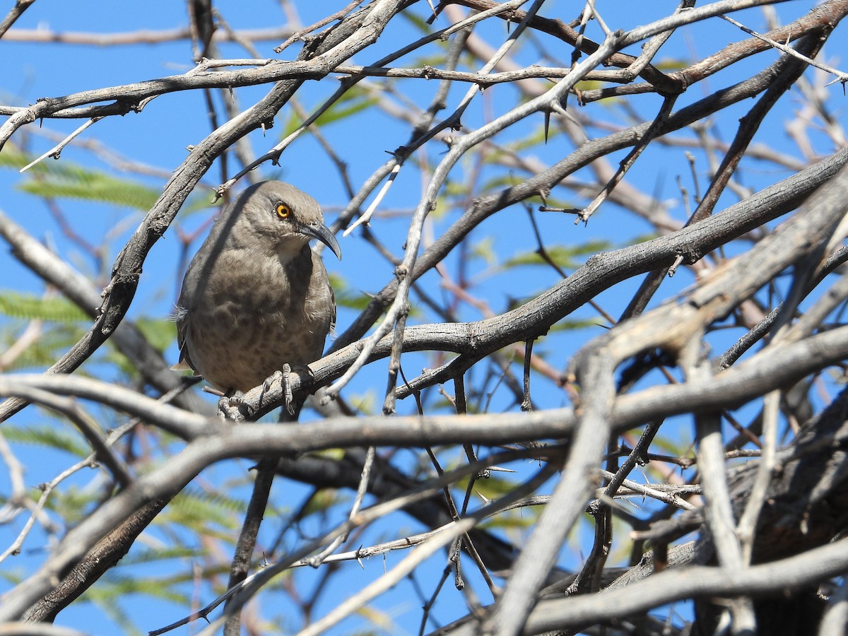 Curve-billed Thrasher - ML504495631