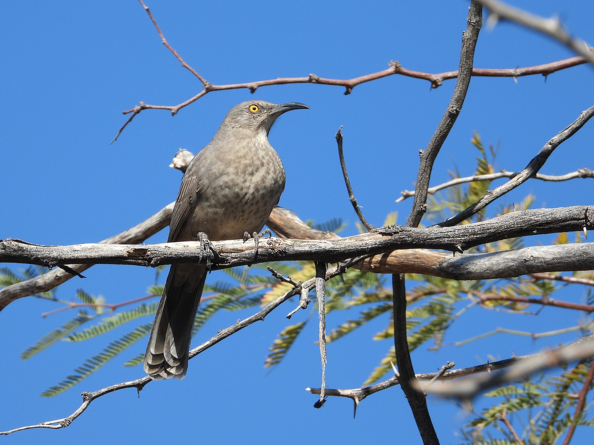 Curve-billed Thrasher - ML504495651