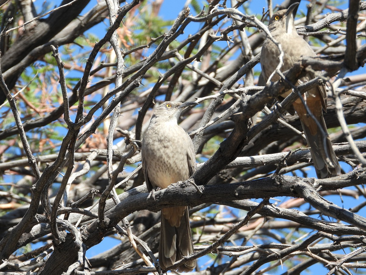 Curve-billed Thrasher - ML504495671