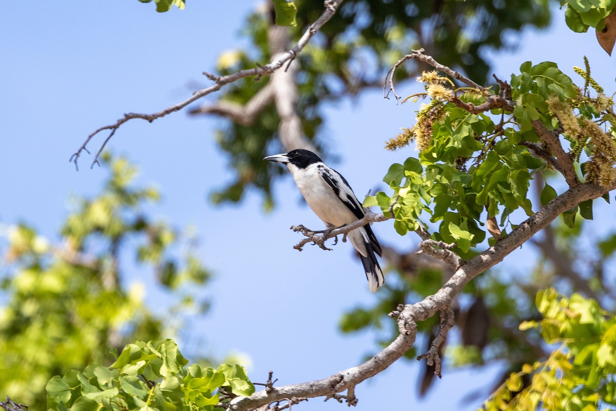 Black-backed Butcherbird - ML504495701