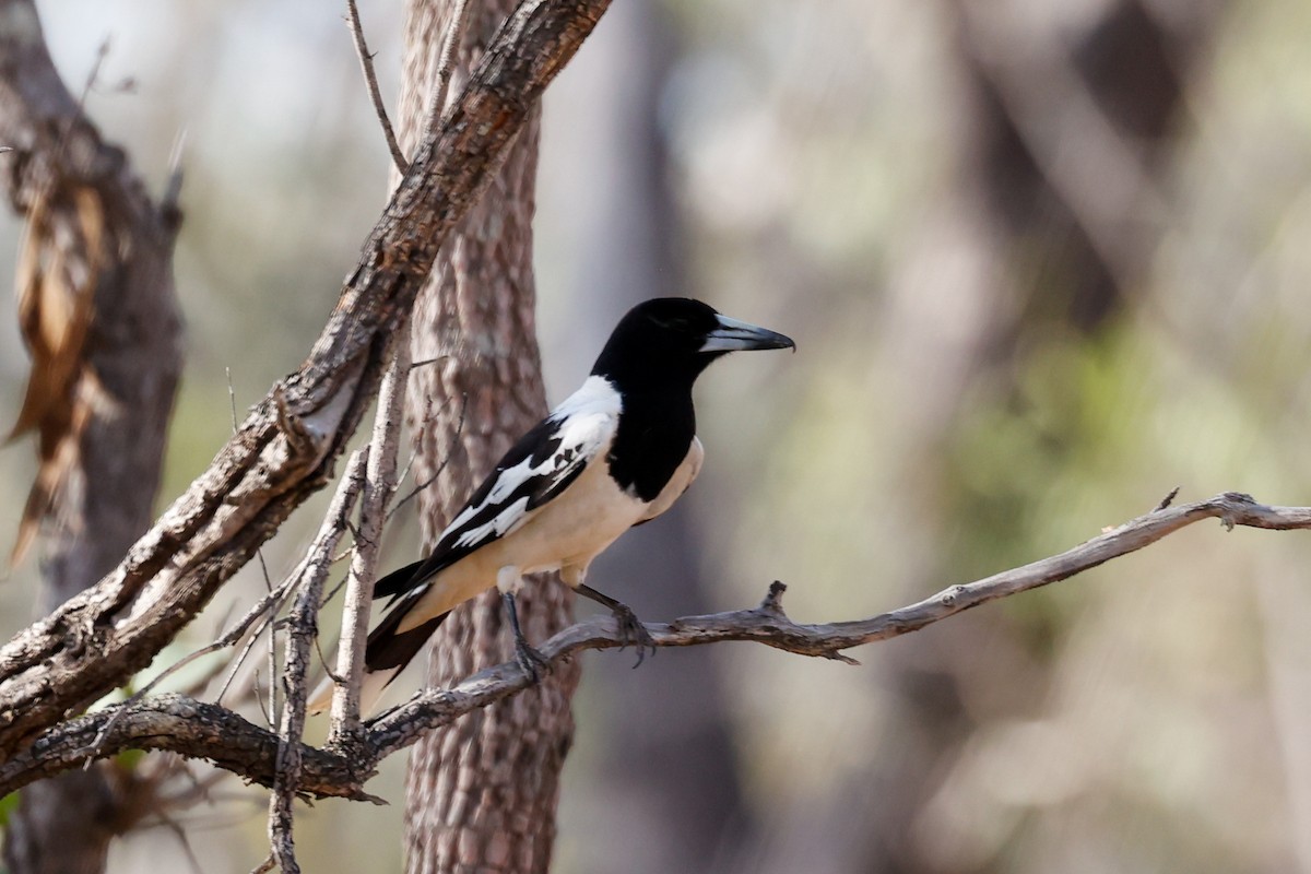 Pied Butcherbird - ML504496061