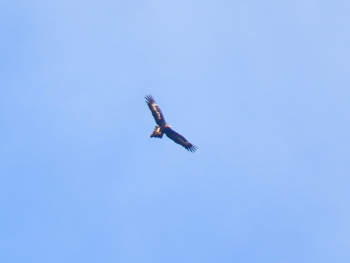 Wedge-tailed Eagle - ML504496581