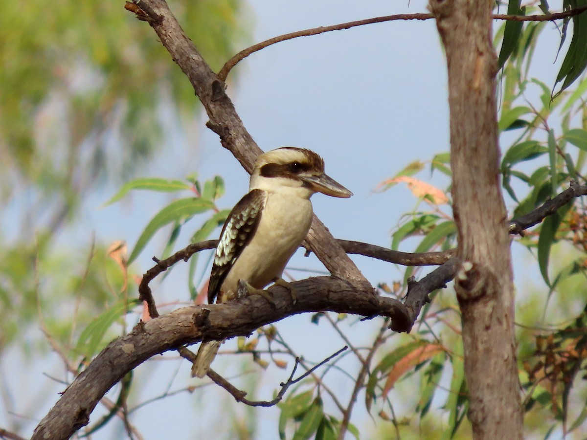 Laughing Kookaburra - ML504496591