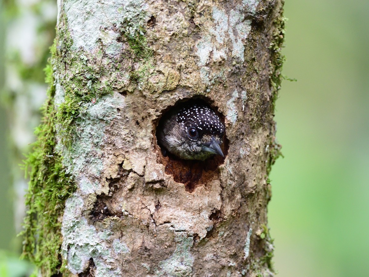 Grayish Piculet - ML504496991