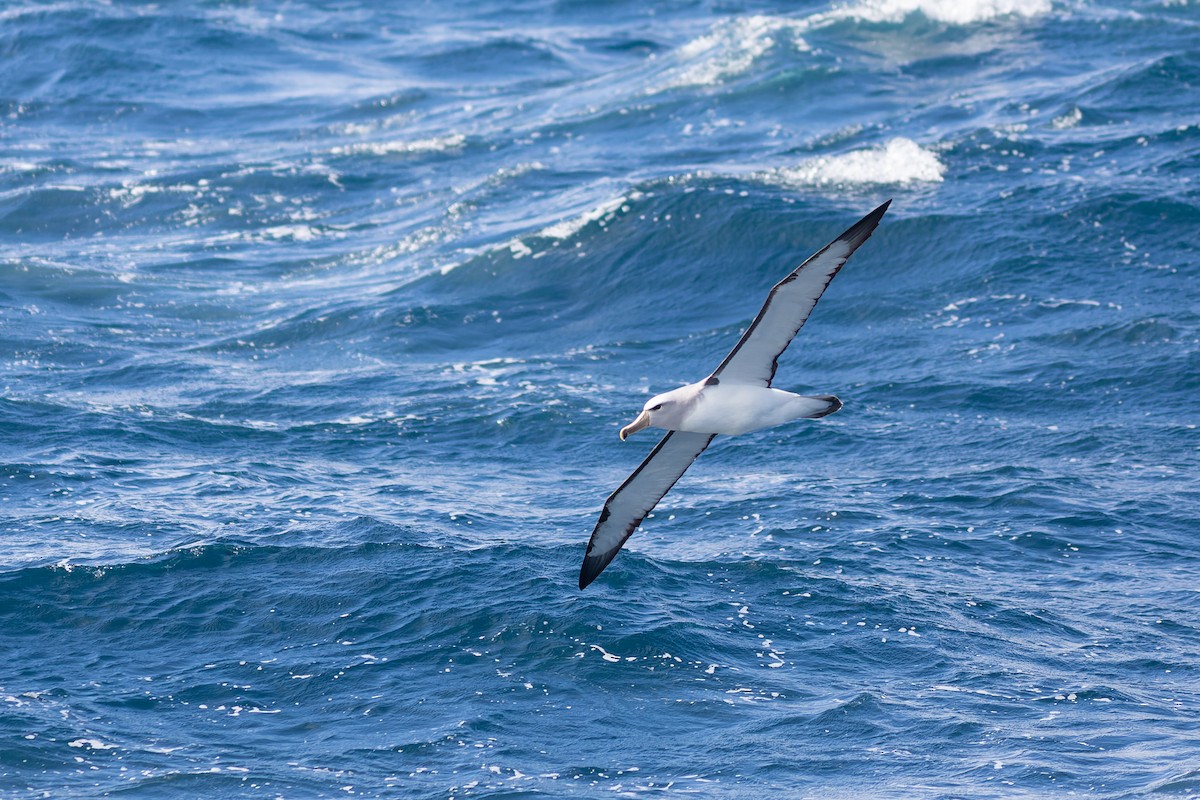 Salvin's Albatross - ML504497501