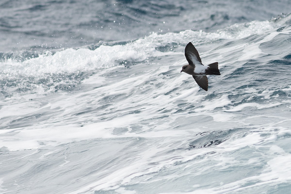 Black-bellied Storm-Petrel - ML504497761