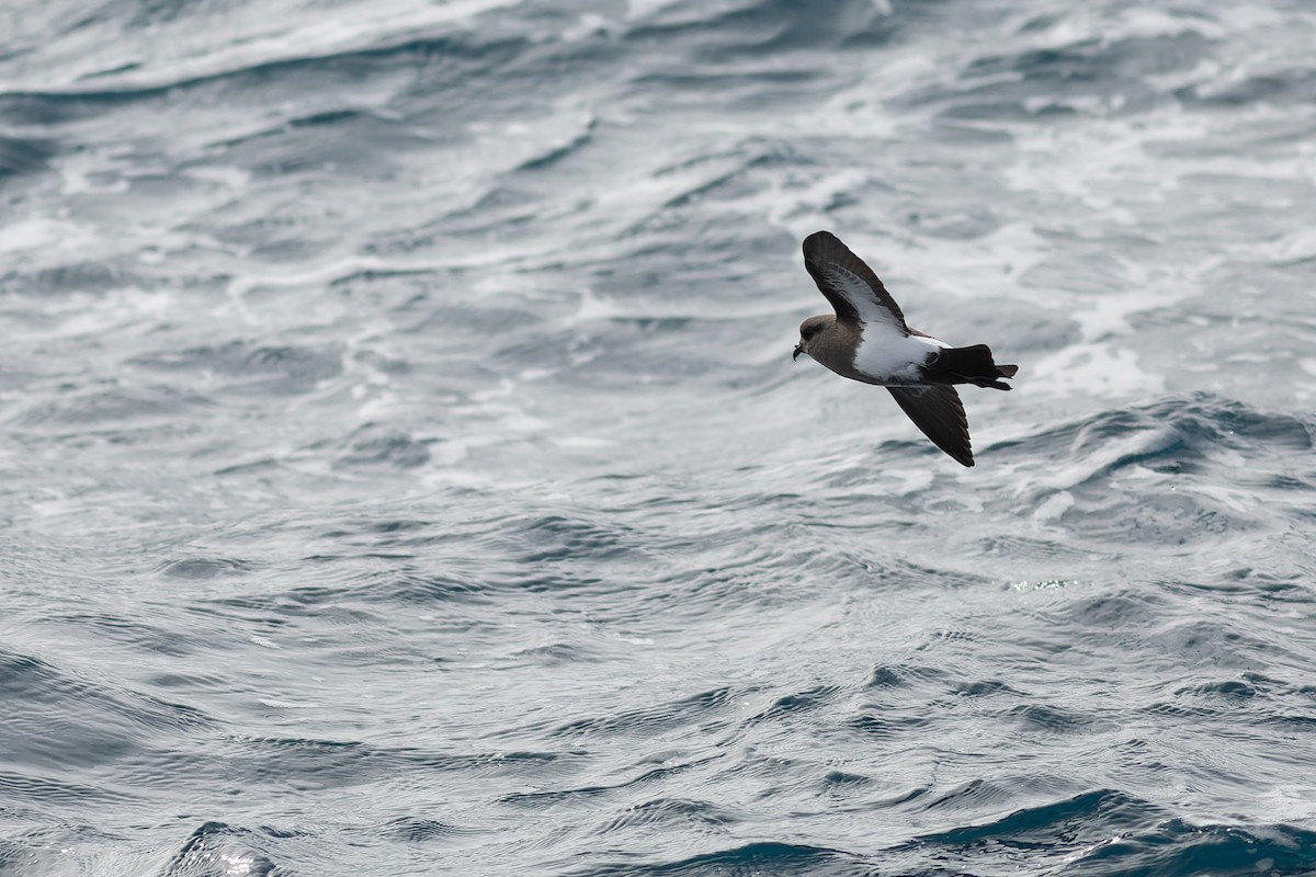 Black-bellied Storm-Petrel - ML504497771