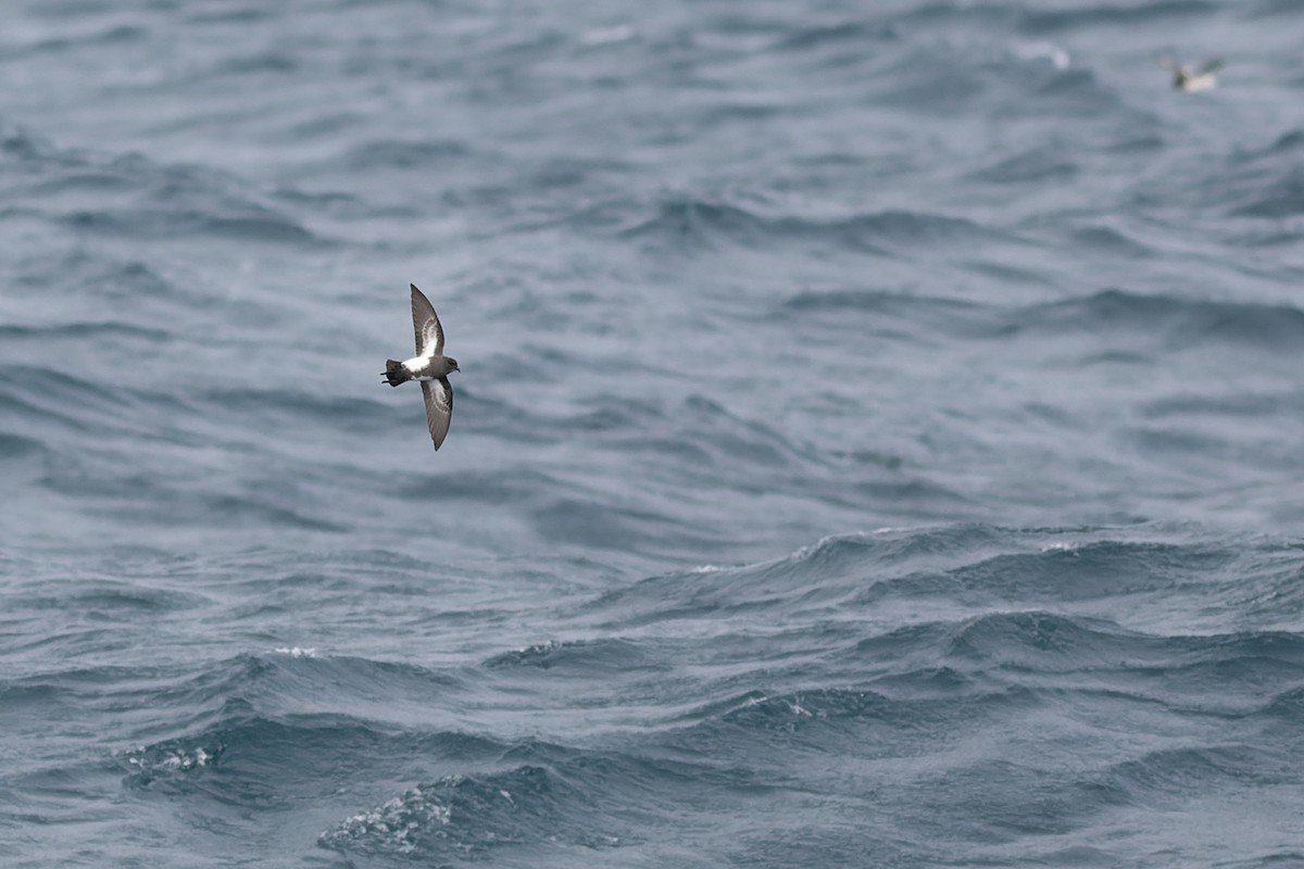 Black-bellied Storm-Petrel - ML504497781