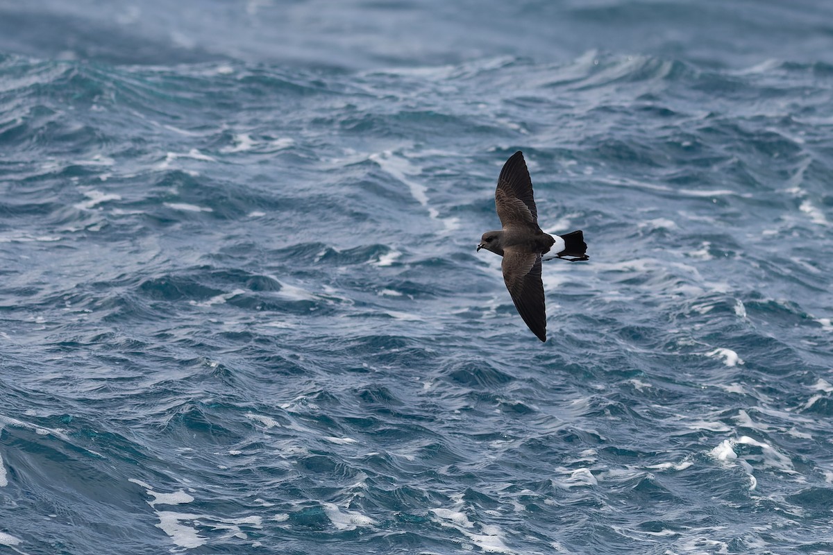 Black-bellied Storm-Petrel - ML504497791