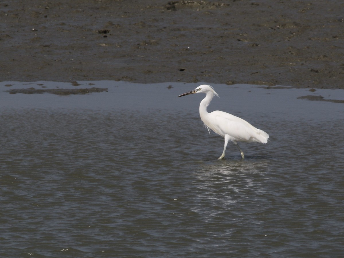 Chinese Egret - ML504498201