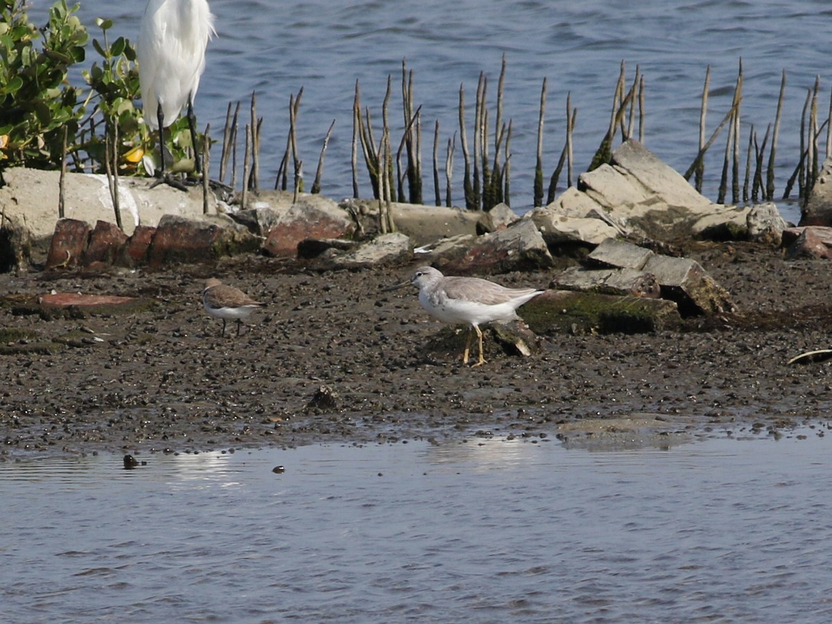 Nordmann's Greenshank - ML504498621