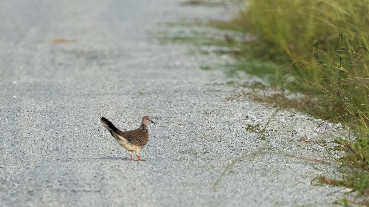 珠頸斑鳩 - ML504500251