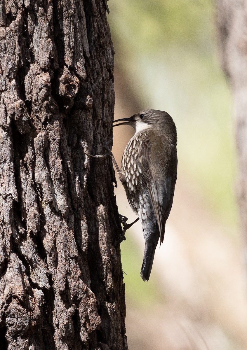 White-throated Treecreeper - Ralph Stadus