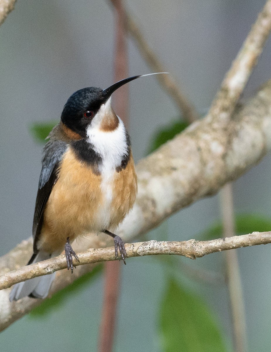 Eastern Spinebill - Ralph Stadus