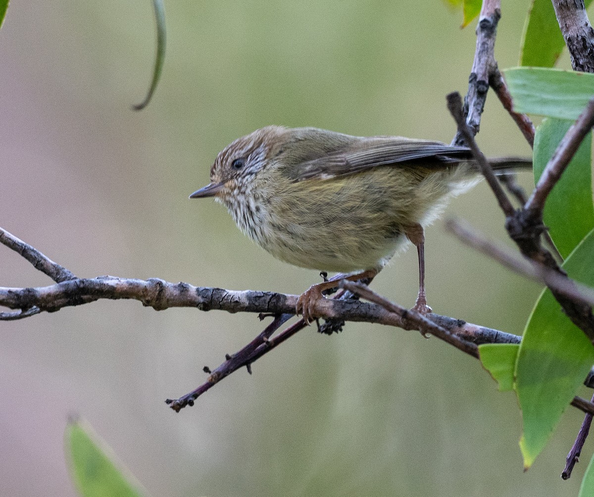 Striated Thornbill - Ralph Stadus