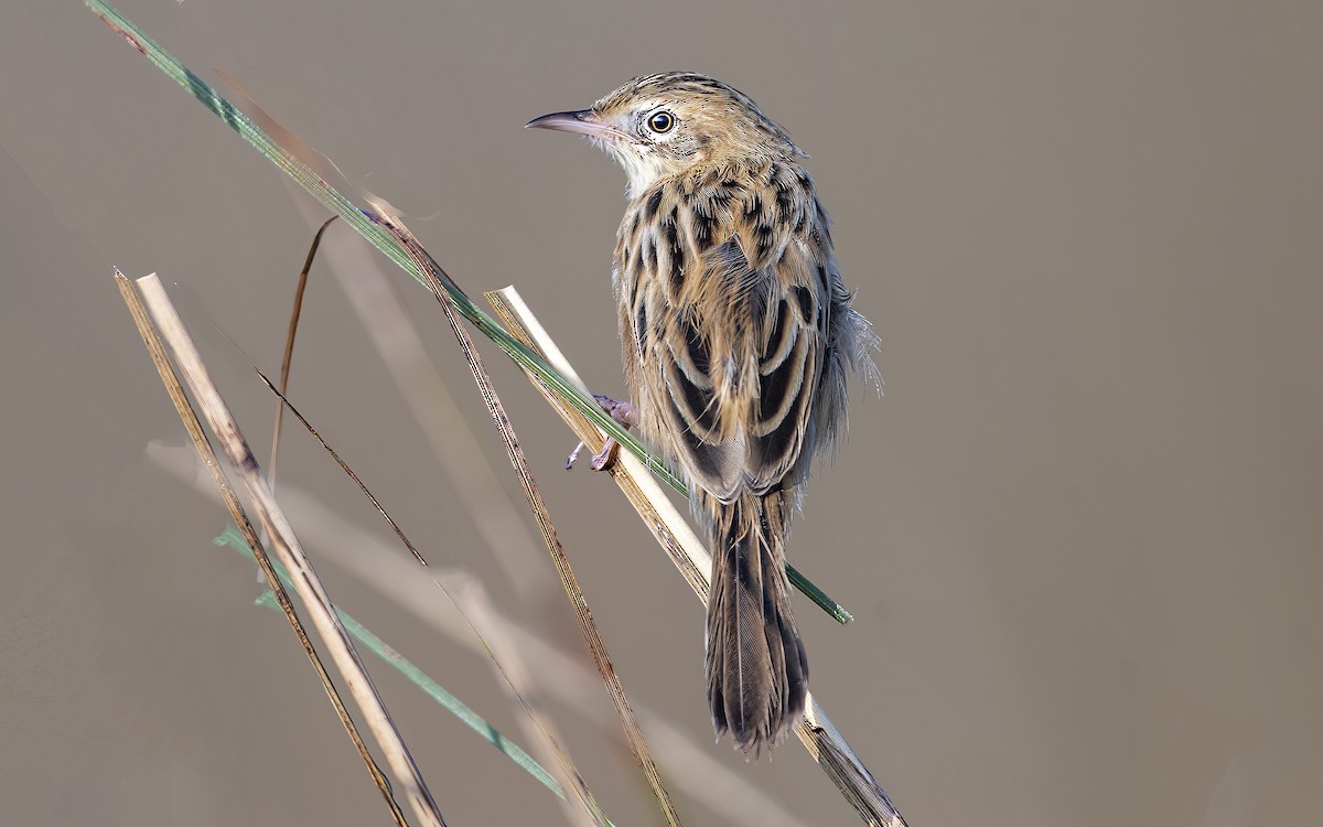 Zitting Cisticola - ML504500941