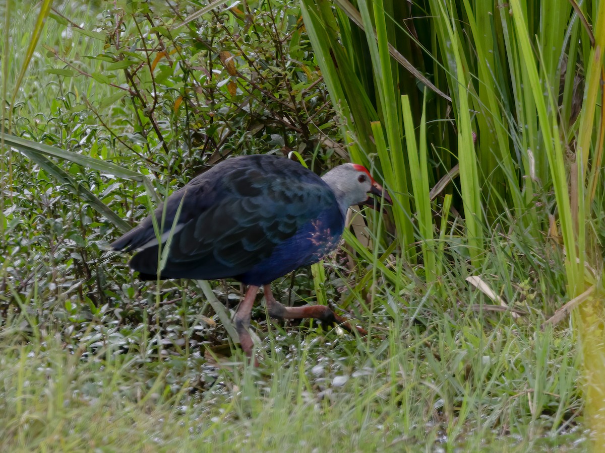 Gray-headed Swamphen - ML504501031