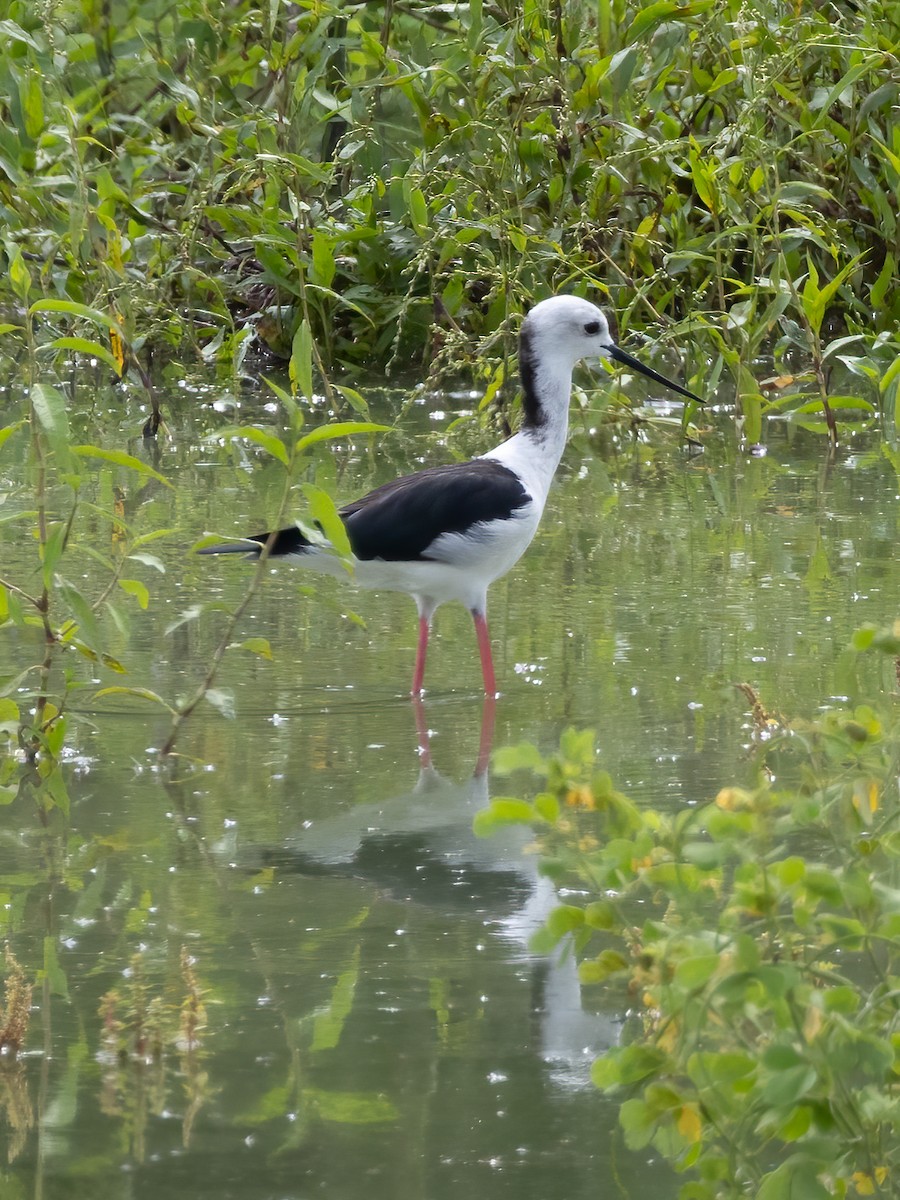 Black-winged Stilt - ML504501211