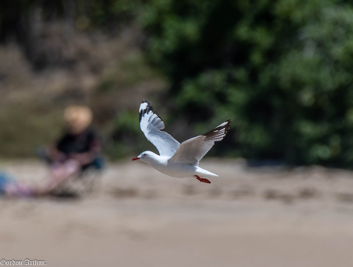 Silver Gull - ML504502061