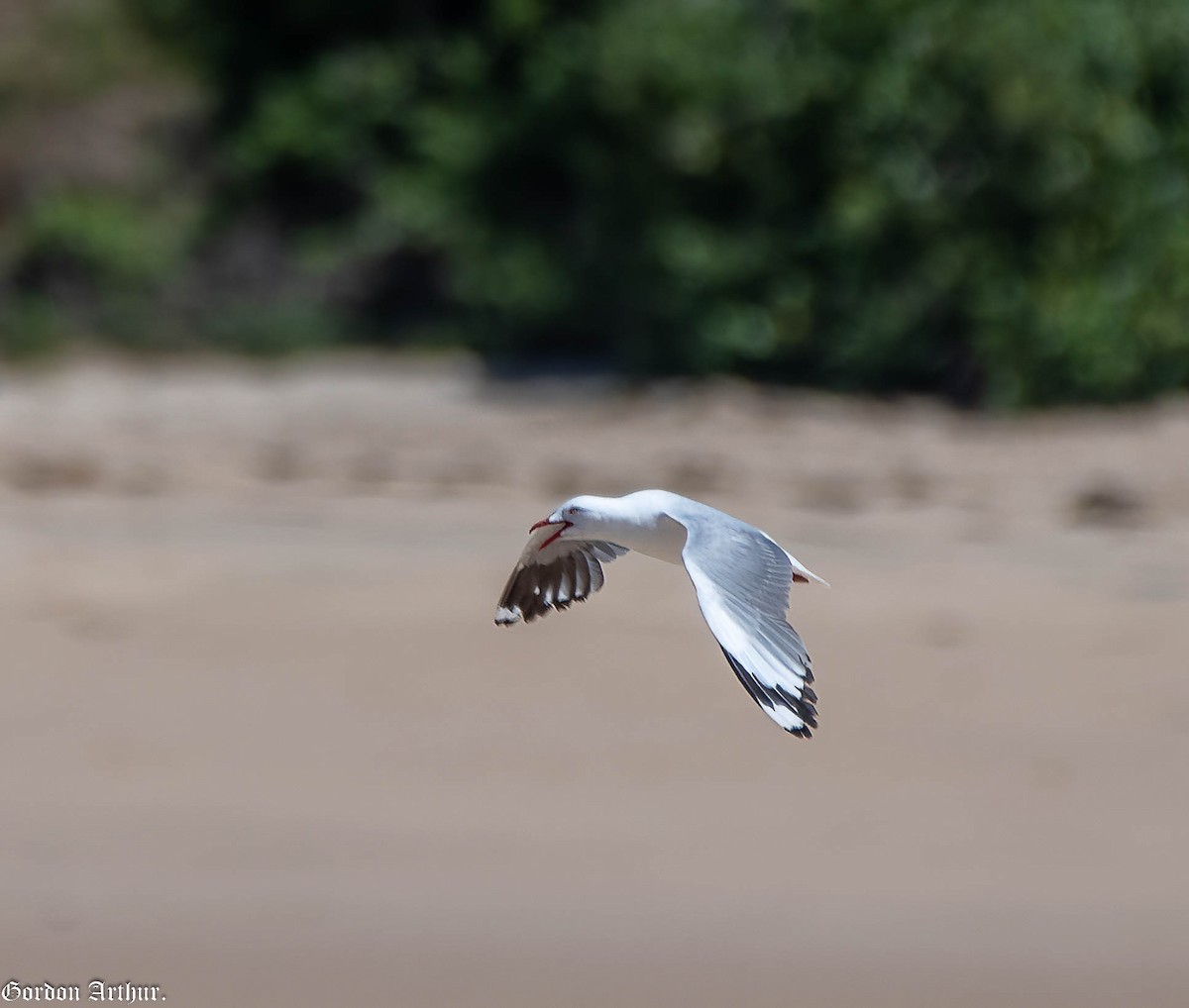 Silver Gull - ML504502101