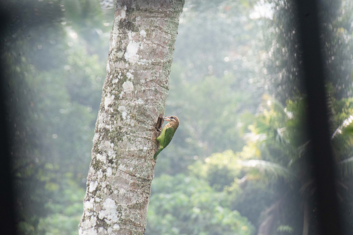 White-cheeked Barbet - ML504502211