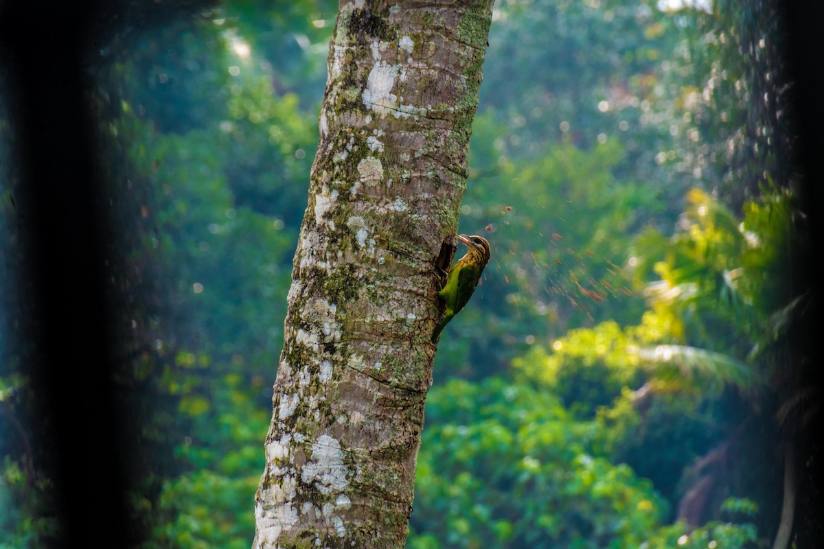 White-cheeked Barbet - ML504502221