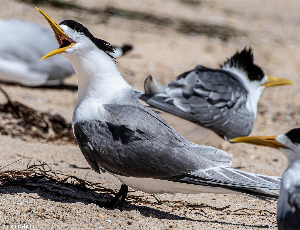 Great Crested Tern - ML504502371