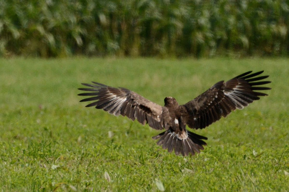 Lesser Spotted Eagle - ML504502391