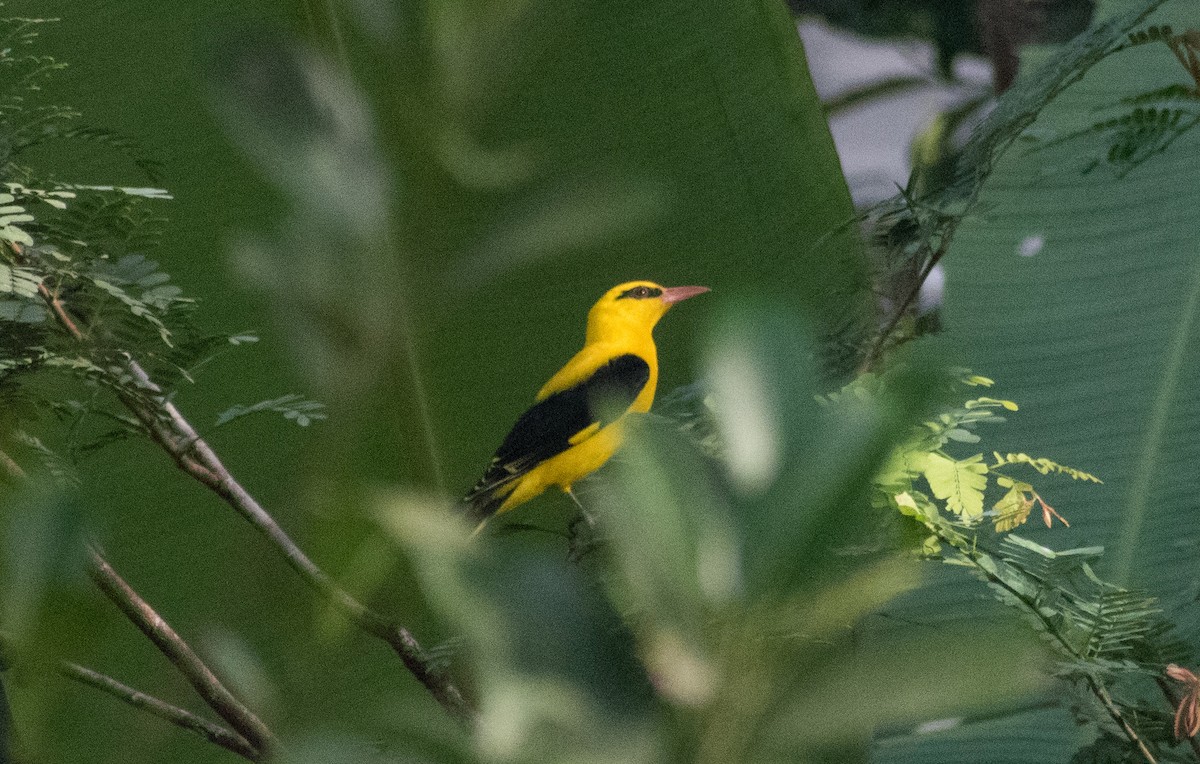 Indian Golden Oriole - ML504502491