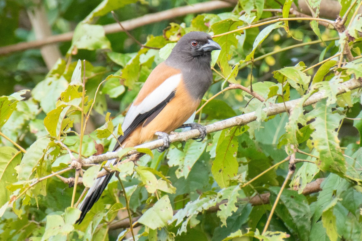 Rufous Treepie - ML504502521