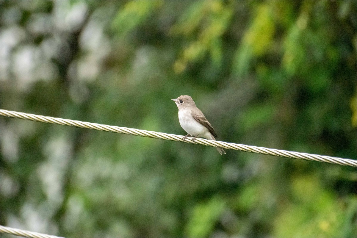 Pale-billed Flowerpecker - ML504502591