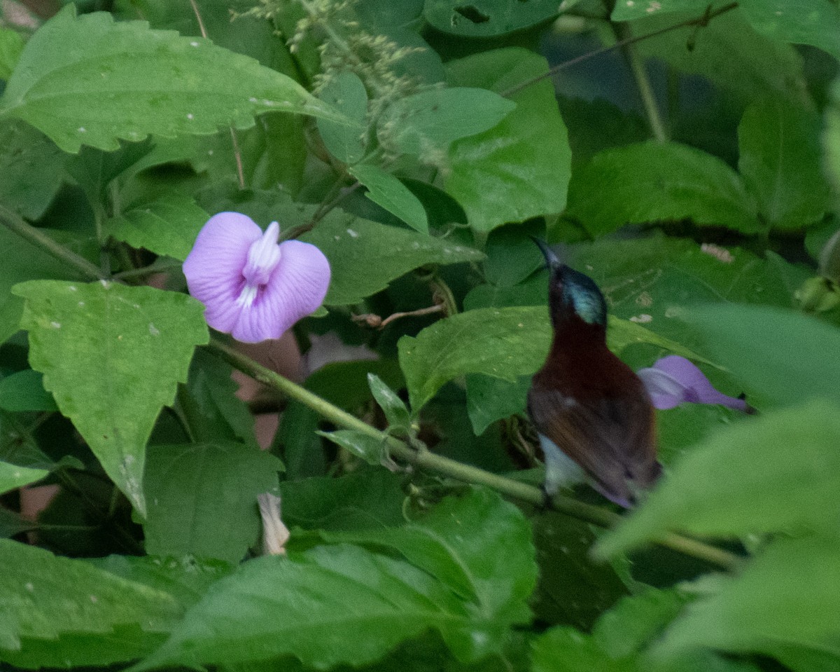 Purple-rumped Sunbird - ML504502631